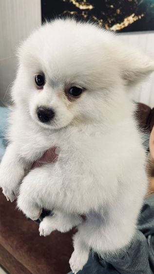 น้อมปอม รูปที่ 5