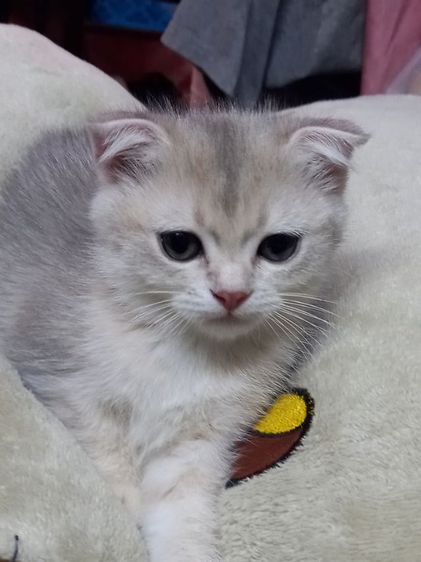 แมวสก็อตติช รูปที่ 2