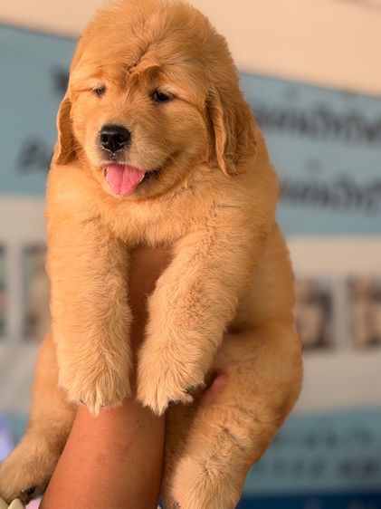 โกลเด้นรีทรีฟเวอร์ รูปที่ 6