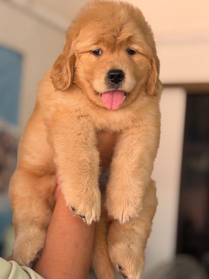 โกลเด้นรีทรีฟเวอร์ รูปที่ 2