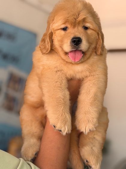 โกลเด้นรีทรีฟเวอร์ รูปที่ 3