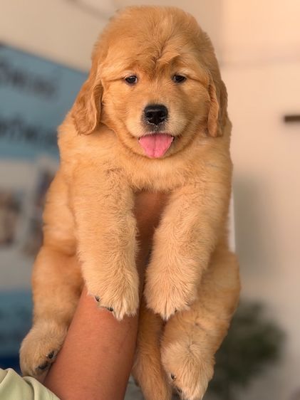 โกลเด้นรีทรีฟเวอร์ รูปที่ 4