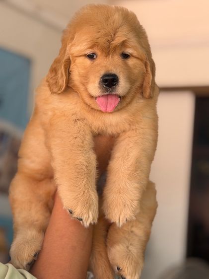 โกลเด้นรีทรีฟเวอร์ รูปที่ 7