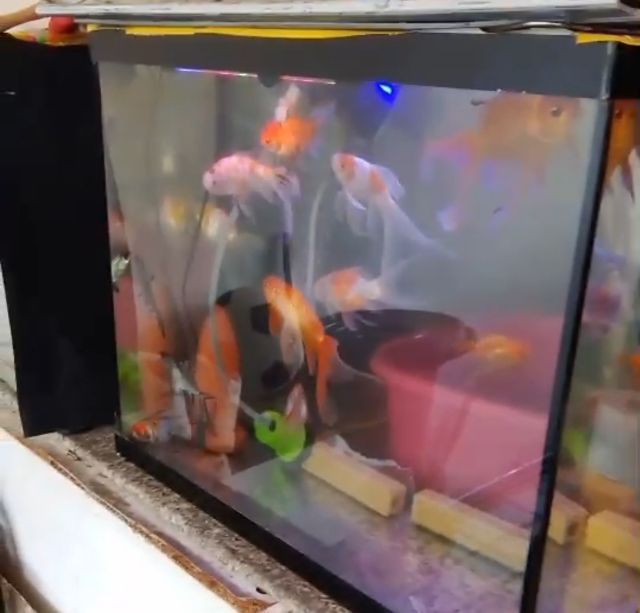 ปลาสวยงาม ปลาเงินปลาทอง ปลากัด ปลาบอลลูน รูปที่ 2