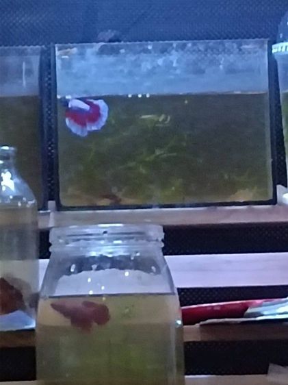 อื่นๆ ปลาสวยงาม ปลาเงินปลาทอง ปลากัด ปลาบอลลูน