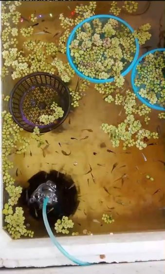 ปลาสวยงาม ปลาเงินปลาทอง ปลากัด ปลาบอลลูน รูปที่ 3