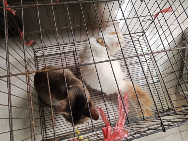 ขายแมวเปอเซียตัวสีขาวค่ะ รูปที่ 2