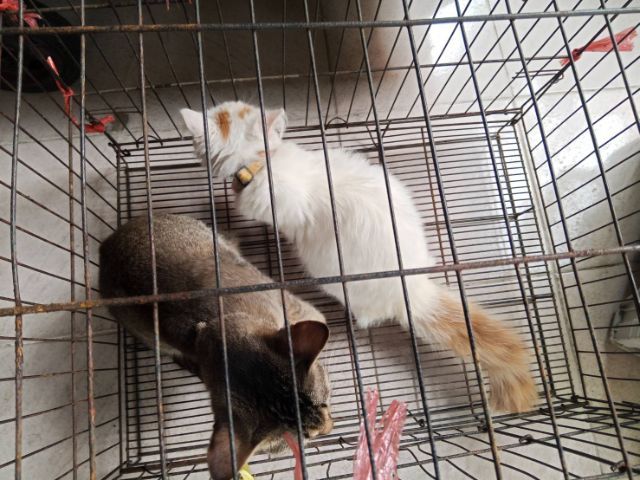 ขายแมวเปอเซียตัวสีขาวค่ะ รูปที่ 3