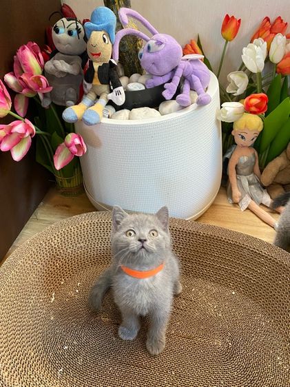 แมวบริติช รูปที่ 6