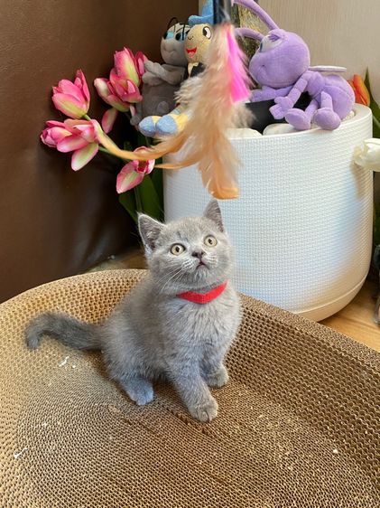 แมวบริติช รูปที่ 2