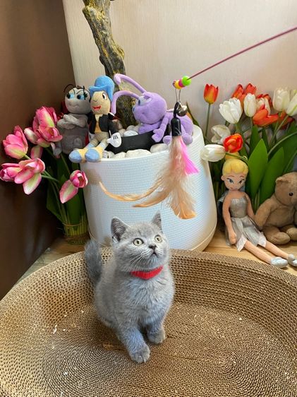 แมวบริติช รูปที่ 4