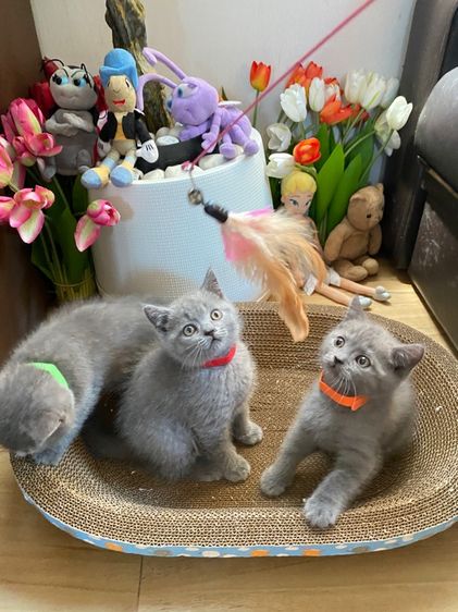 แมวบริติช รูปที่ 8