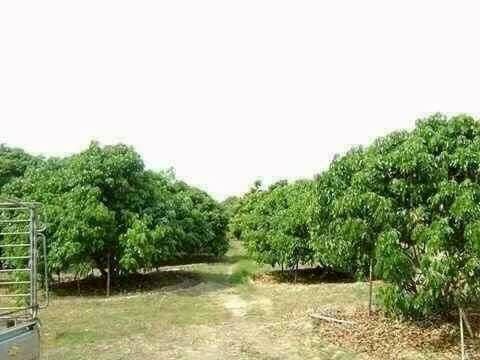 🔥ขายที่ดินด่วน รูปที่ 4