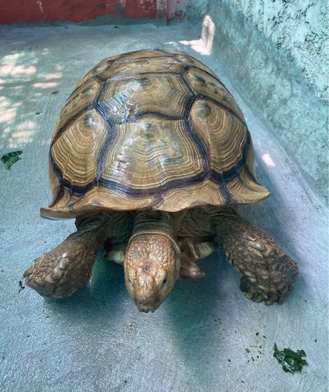 ซูคาต้า 24" รูปที่ 2