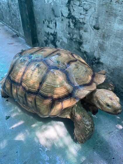 ซูคาต้า 24"