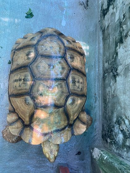 ซูคาต้า 24" รูปที่ 3