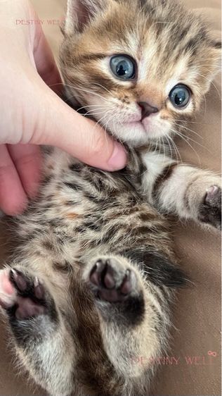 เด็กหญิงสก๊อตติช รูปที่ 3