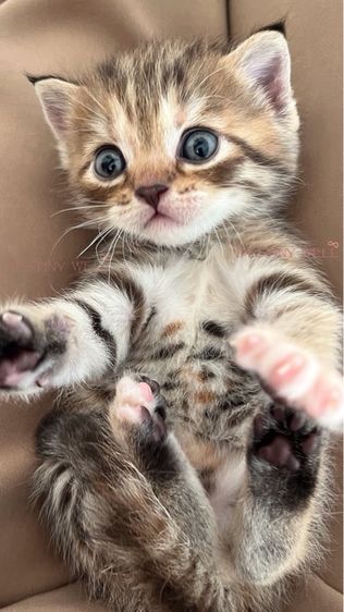 เด็กหญิงสก๊อตติช รูปที่ 2