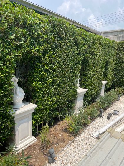 จัดสวน รูปที่ 2