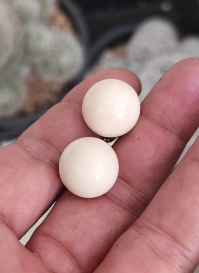 ต่างหูหนีบวัสดุธรรมชาติแท้ งานเก่า งานนอก ราคาแบ่งปันครับ รูปที่ 2