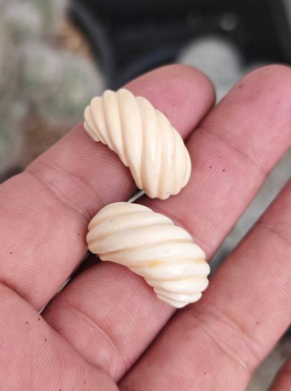 ต่างหูหนีบวัสดุธรรมชาติแท้ งานเก่า งานนอก สวยๆครับ รูปที่ 2