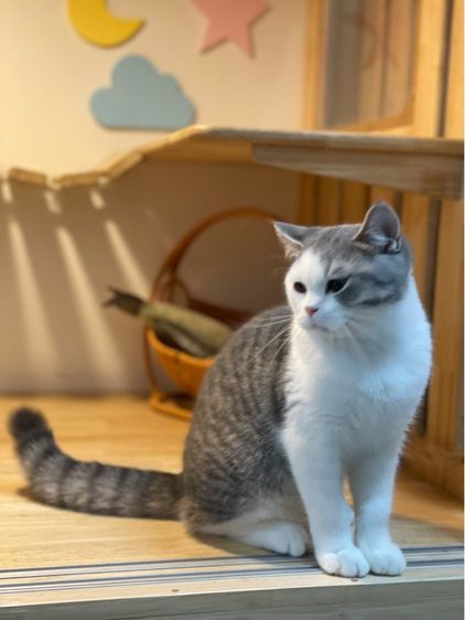 มันช์กิ้นขายาว รูปที่ 2