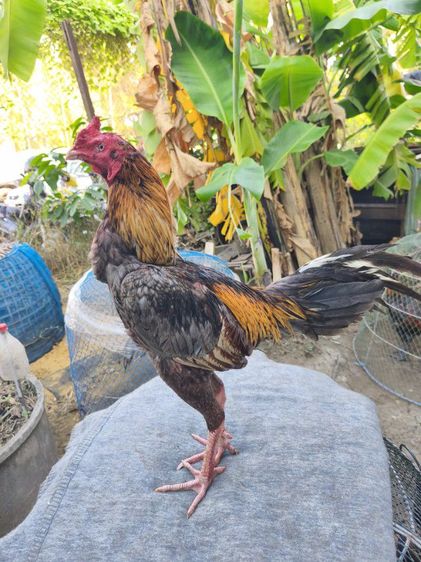 ไก่พม่า ม้าล้อ สั้นสลับยาว อายุประมาณ 13 เดือน นน 2.4 กก. 