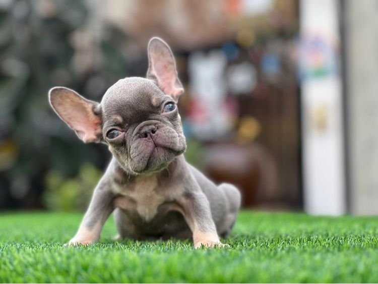 เฟรนบลูด๊อก เกรดนำเข้า  รูปที่ 3