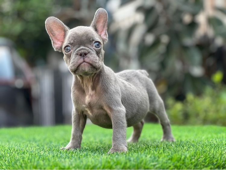 เฟรนบลูด๊อก เกรดนำเข้า  รูปที่ 2