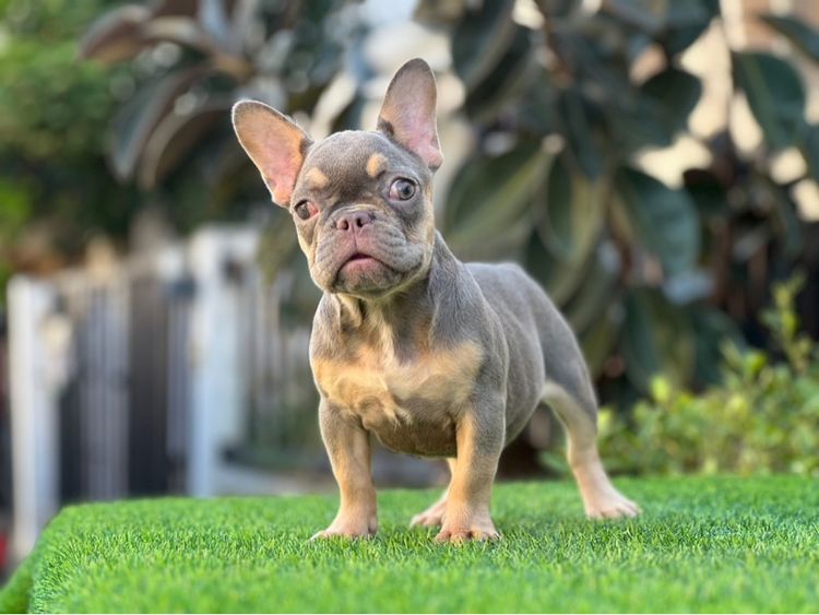 เฟรนบลูด๊อก เกรดนำเข้า  รูปที่ 6