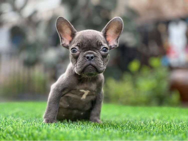 เฟรนบลูด๊อก เกรดนำเข้า  รูปที่ 5