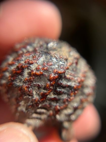 เบี้ยแก้มันส์ๆ ปรอทวิ่ง ไม่ทราบที่ (มีสินค้าหลายรายการกดเข้ามาดูในโปรไฟล์ได้เลยครับ) รูปที่ 5