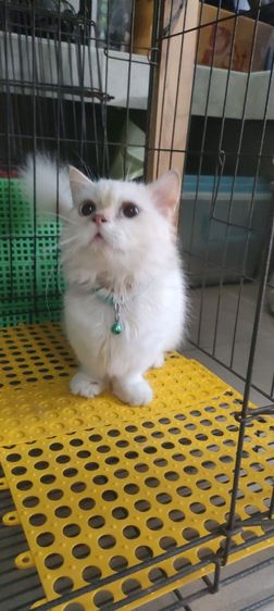 สก็อตติช โฟลด์ (Scottish Fold) แมว