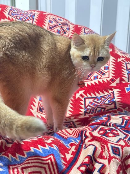 แมวแม่พันธุ์บริติช British Shorthair ( Female 1 your old ) รูปที่ 5