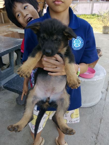 น้องหมา