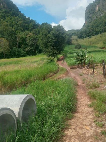 ใช่ ขายสวน รูปที่ 4