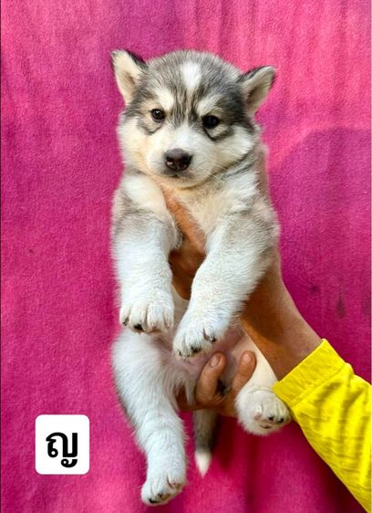 ไซบีเรียนฮัสกี้ รูปที่ 2