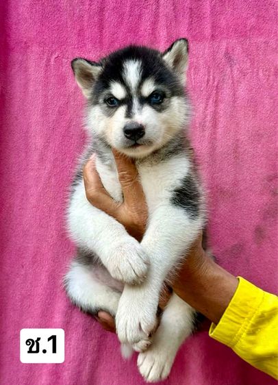 ไซบีเรียน ฮัสกี้ (Siberian Husky) เล็ก ไซบีเรียนฮัสกี้