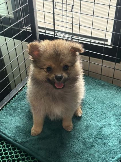 ปอม ญ ล้วน รูปที่ 3