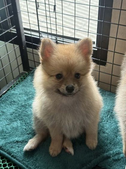 ปอมเมอเรเนียน (Pomeranian) เล็ก ปอม ญ ล้วน