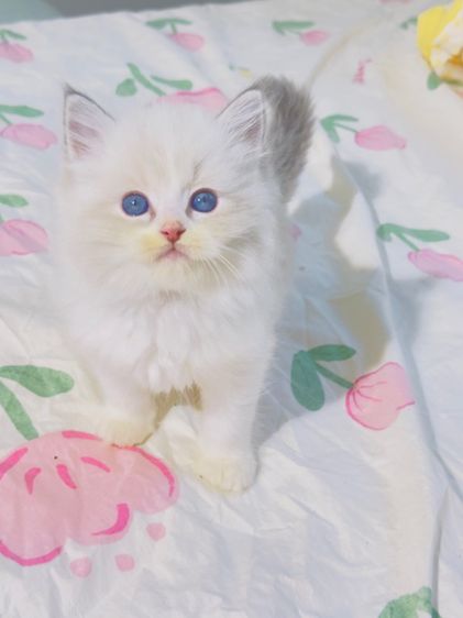 ลูกแมวน้อยขี้อ้อน แสนน่ารัก  รูปที่ 18