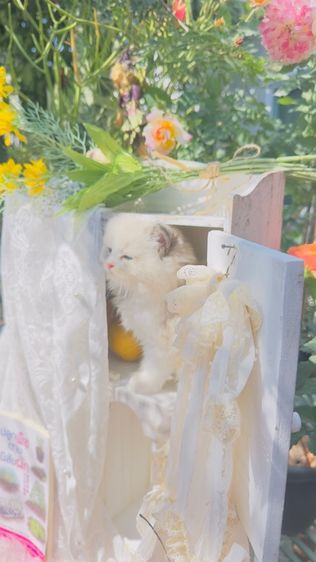 ลูกแมวน้อยขี้อ้อน แสนน่ารัก  รูปที่ 8