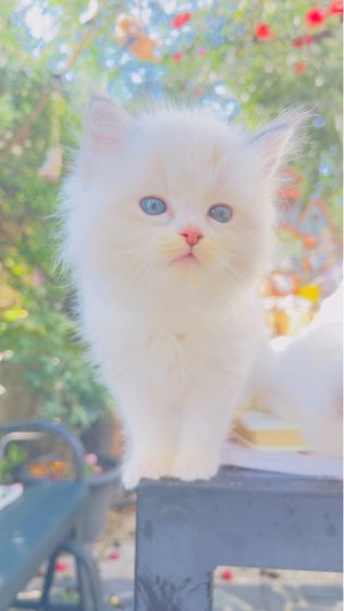 ลูกแมวน้อยขี้อ้อน แสนน่ารัก  รูปที่ 13