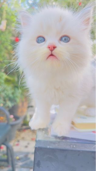 ลูกแมวน้อยขี้อ้อน แสนน่ารัก  รูปที่ 14