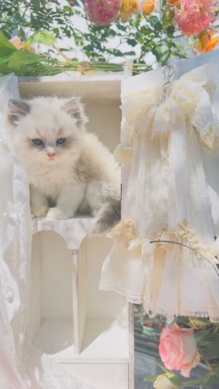 ลูกแมวน้อยขี้อ้อน แสนน่ารัก  รูปที่ 3