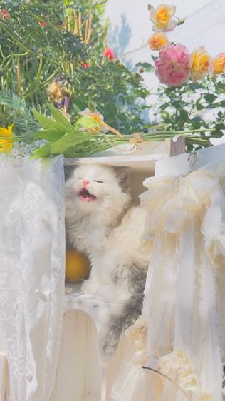 ลูกแมวน้อยขี้อ้อน แสนน่ารัก  รูปที่ 7