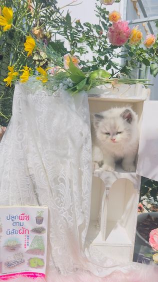ลูกแมวน้อยขี้อ้อน แสนน่ารัก  รูปที่ 2