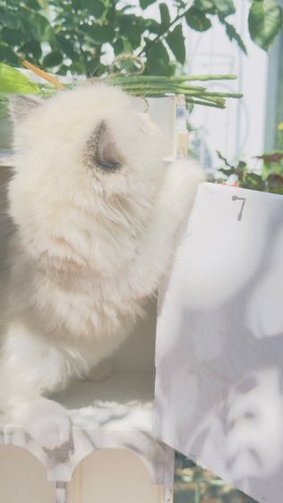 ลูกแมวน้อยขี้อ้อน แสนน่ารัก  รูปที่ 11