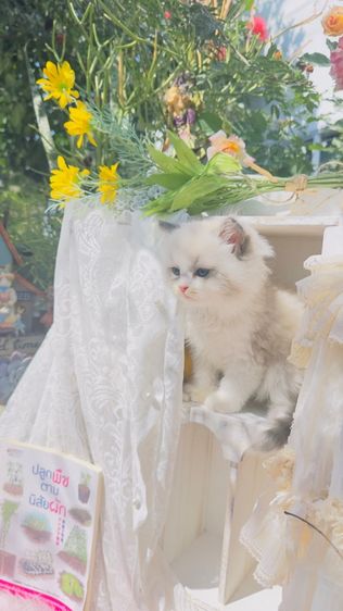 ลูกแมวน้อยขี้อ้อน แสนน่ารัก  รูปที่ 5