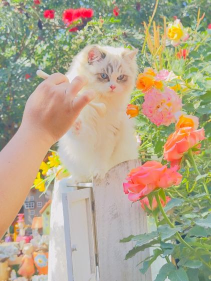 ลูกแมวน้อยขี้อ้อน แสนน่ารัก  รูปที่ 15